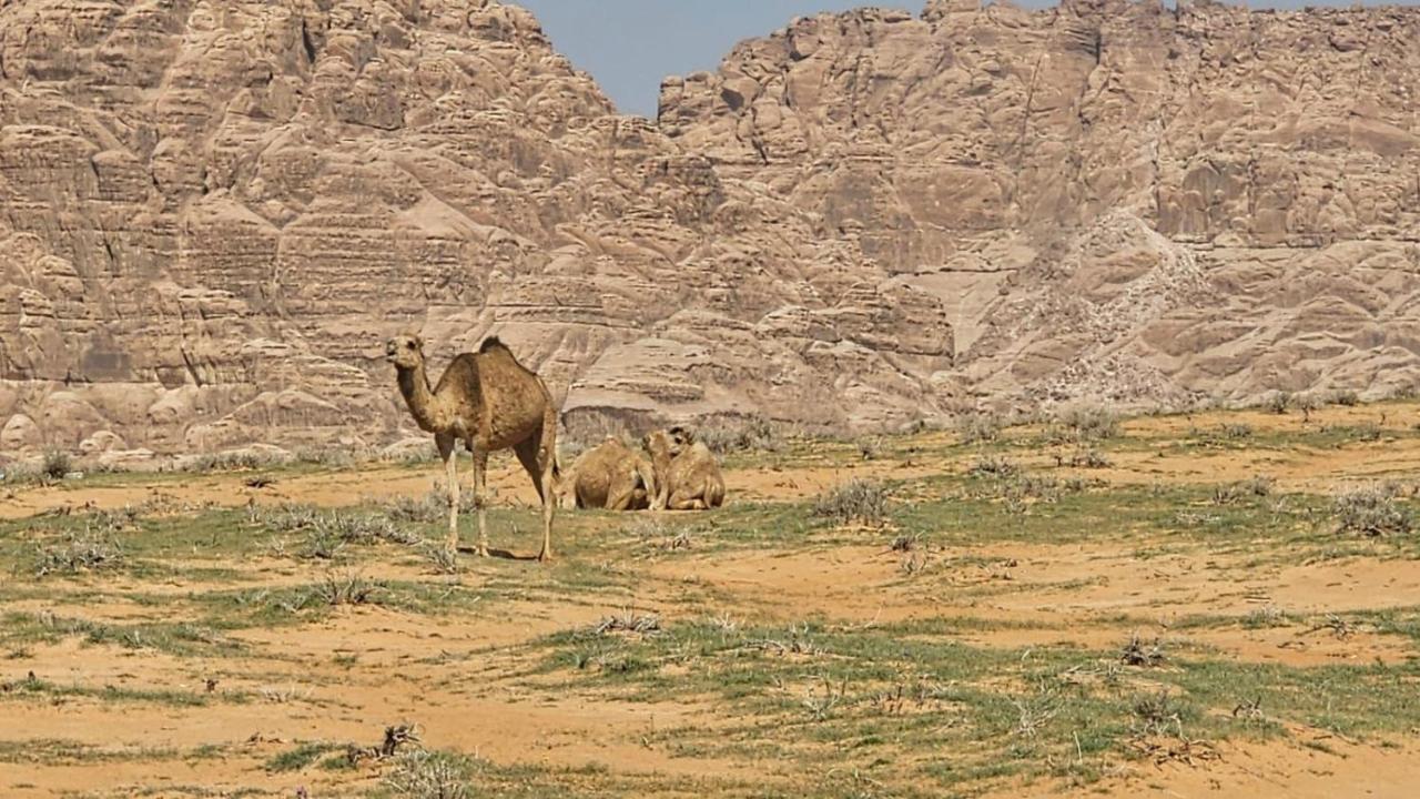 Tamim Luxury Wadi Rum Camp Kültér fotó